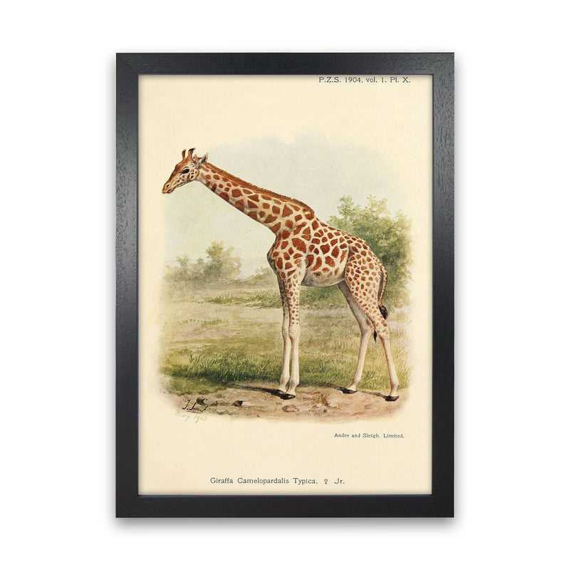 The Gentle Giraffe Art Print by Jason Stanley Black Grain