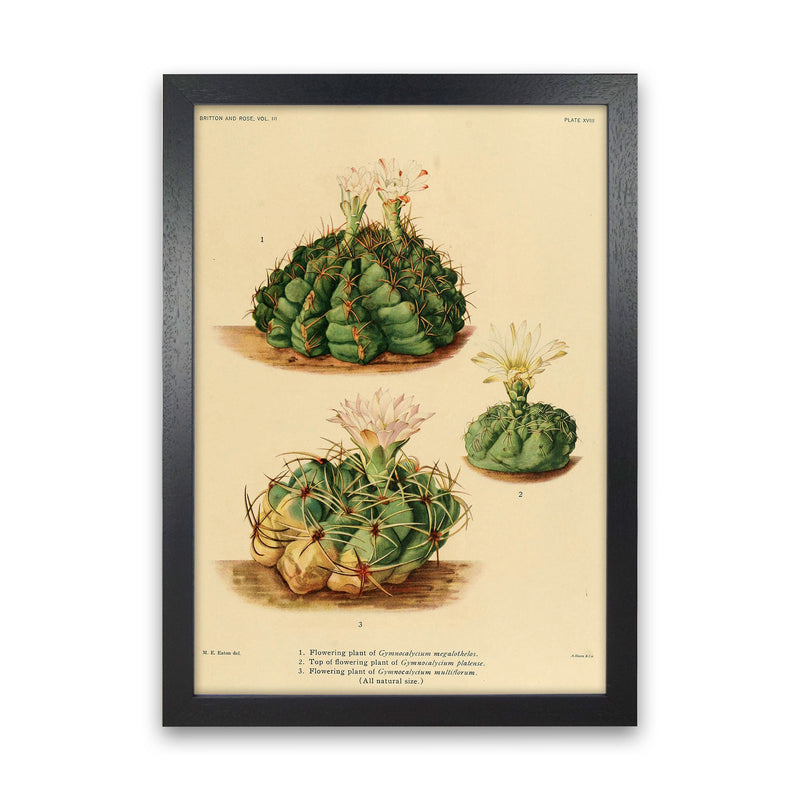 Cactus Series 13 Art Print by Jason Stanley Black Grain