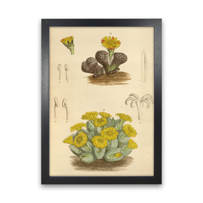 Vintage Cactus III Art Print by Jason Stanley Black Grain