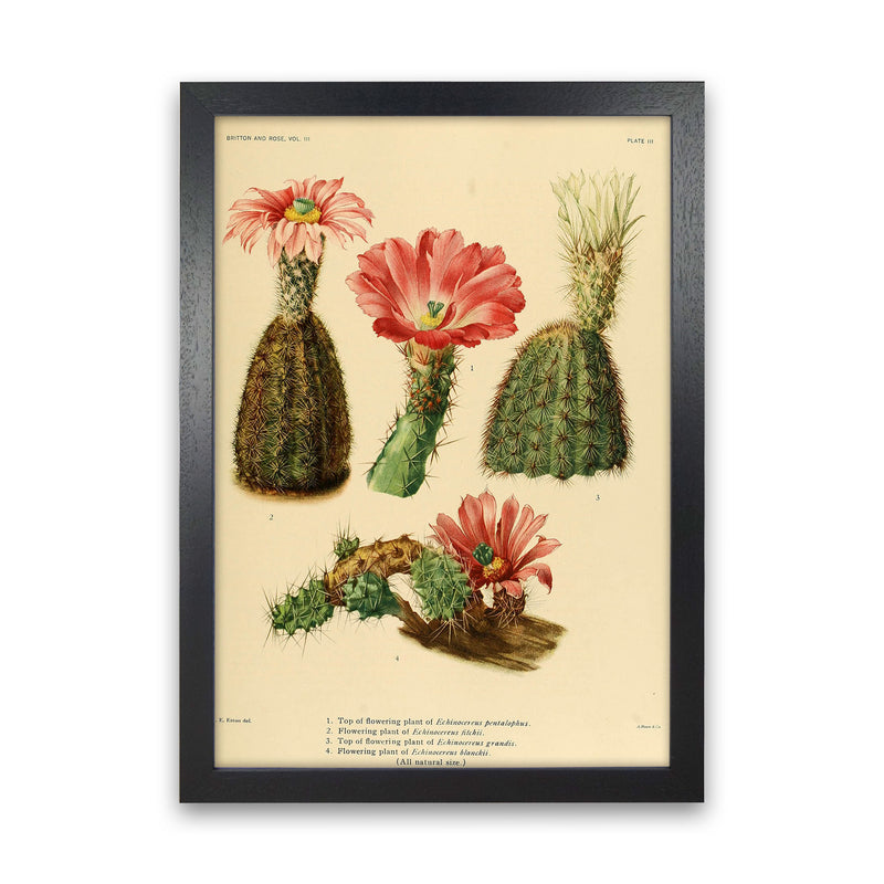 Cactus Series 2 Art Print by Jason Stanley Black Grain