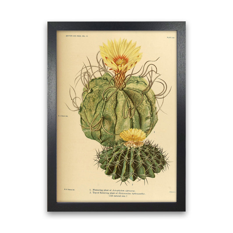 Cactus Series 15 Art Print by Jason Stanley Black Grain
