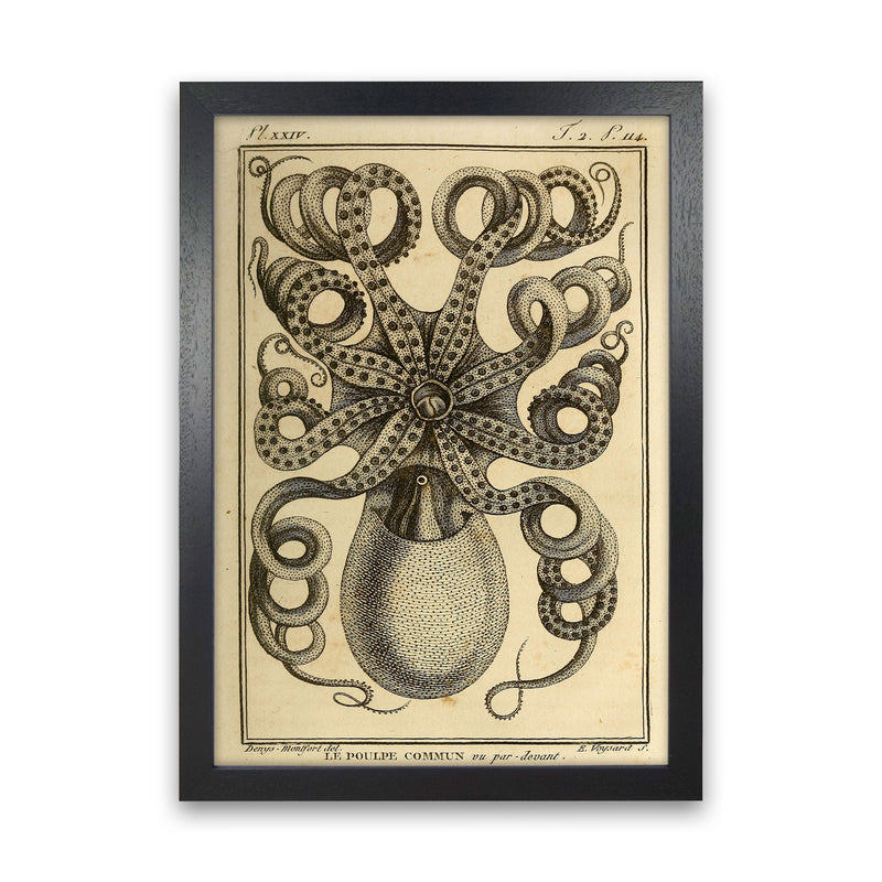 Vintage Octopus Art Print by Jason Stanley Black Grain
