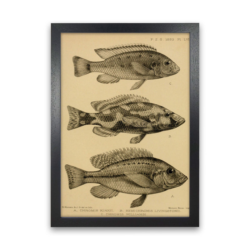 Various Fish Art Print by Jason Stanley Black Grain