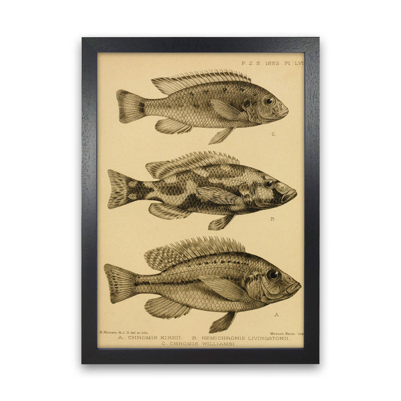 Vintage Fish Art Print by Jason Stanley Black Grain
