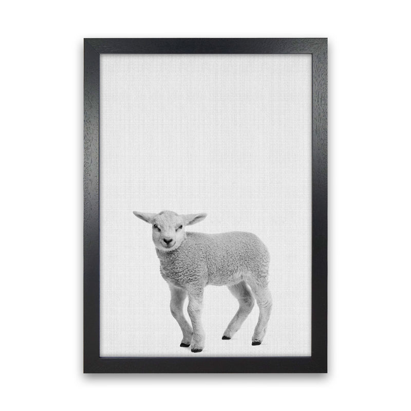 Lamb Art Print by Jason Stanley Black Grain