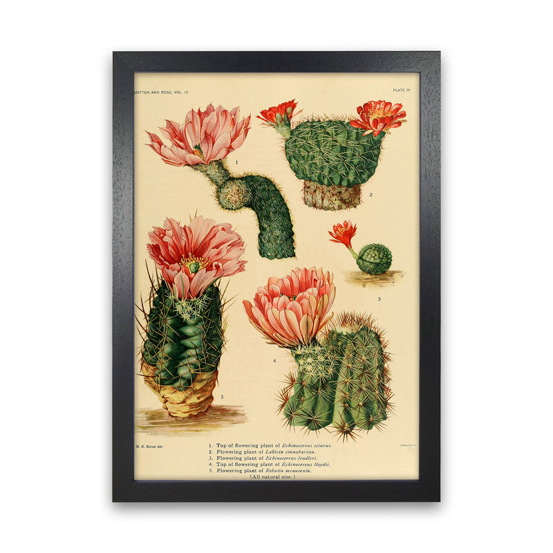 Cactus Series 3 Art Print by Jason Stanley Black Grain
