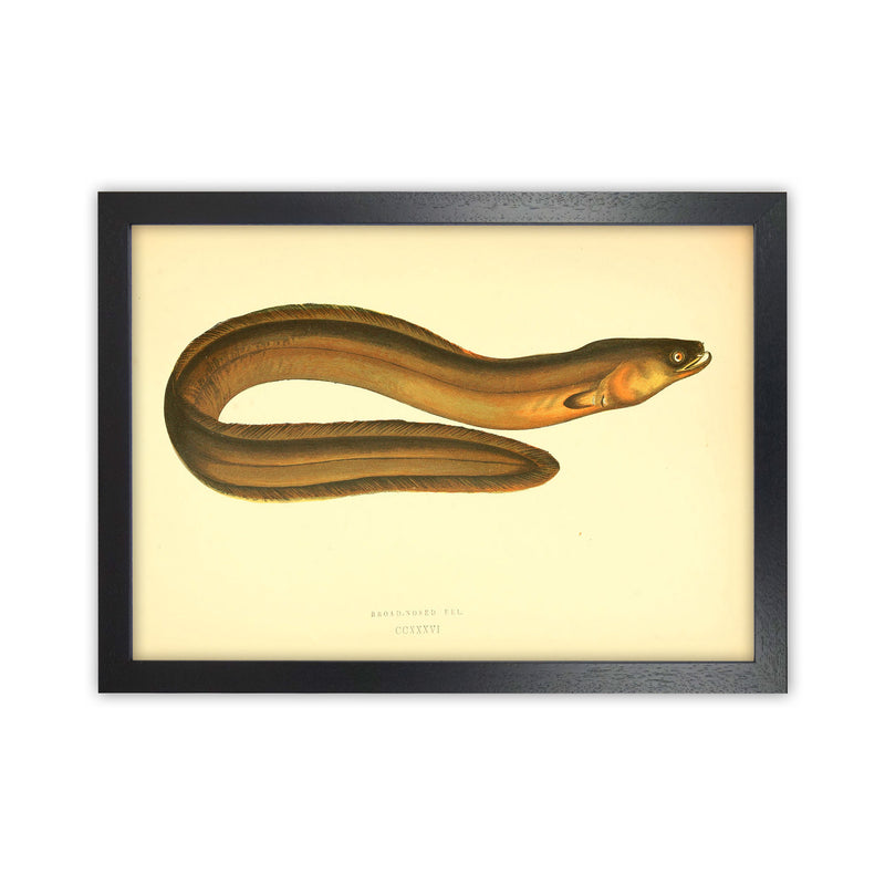 Broad Nosed Eel Art Print by Jason Stanley Black Grain
