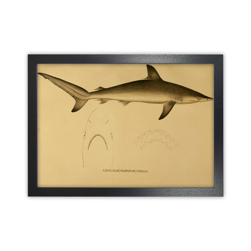 Shark Series 4 Art Print by Jason Stanley Black Grain