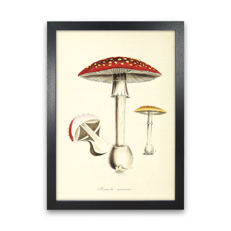 Magic Mushrooms Art Print by Jason Stanley Black Grain
