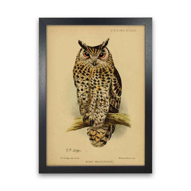 Vintage Owl Art Print by Jason Stanley Black Grain