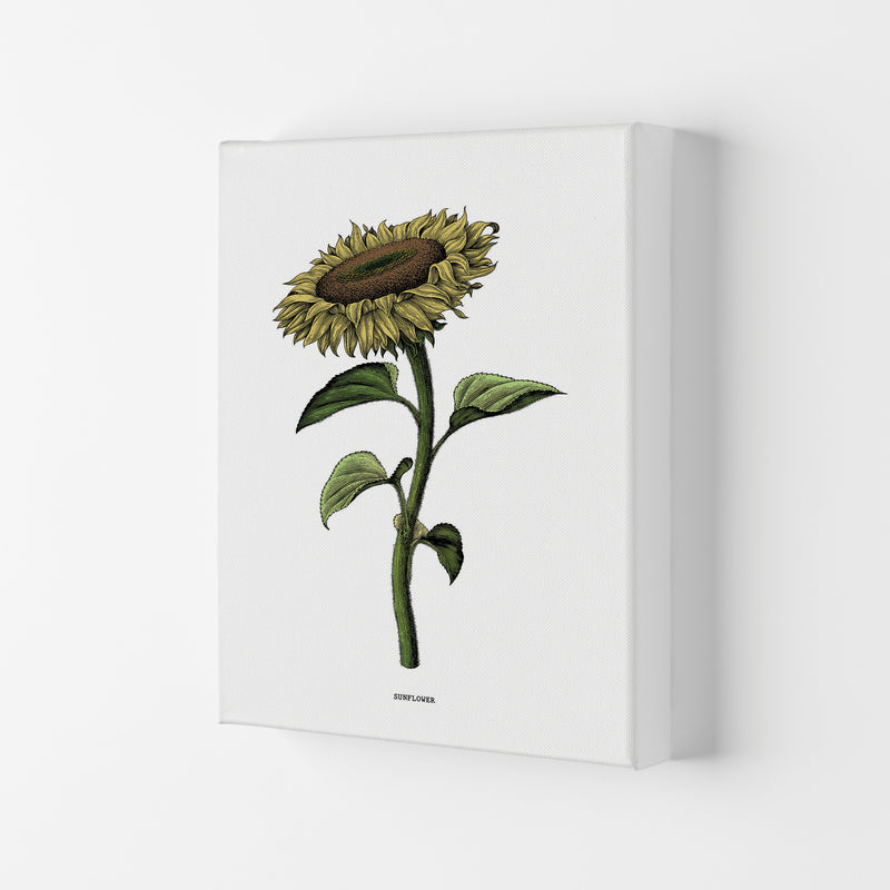Sunflowers For President Art Print by Jason Stanley Canvas