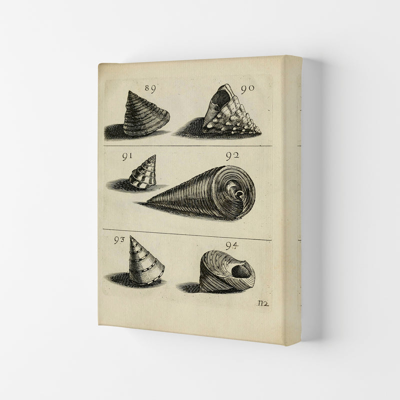 Set Of Vintage Shells Art Print by Jason Stanley Canvas