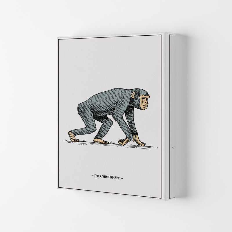 The Chimpanzee Art Print by Jason Stanley Canvas