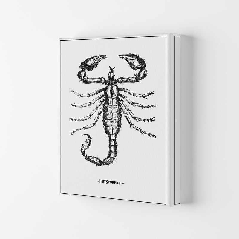 The Scorpion Art Print by Jason Stanley Canvas