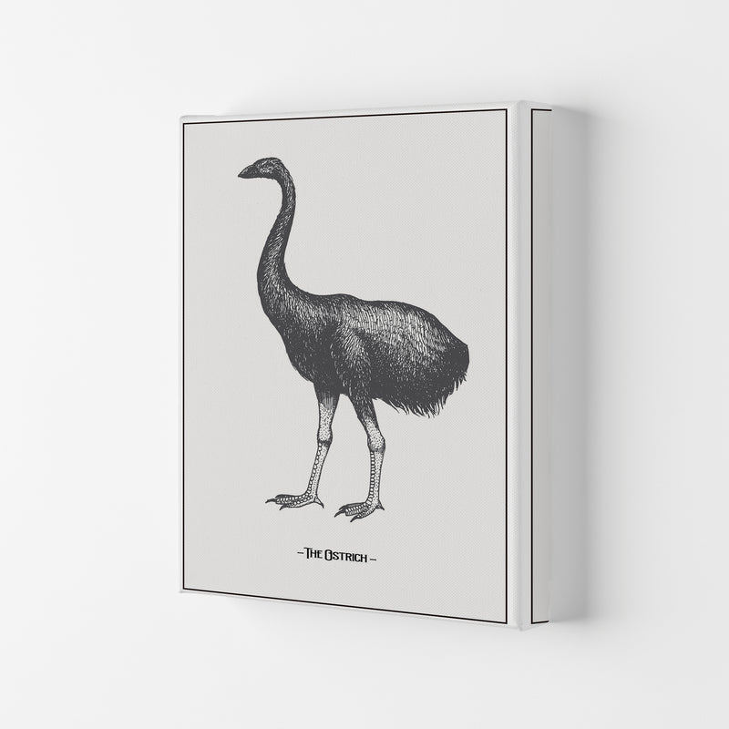 The Ostrich Art Print by Jason Stanley Canvas