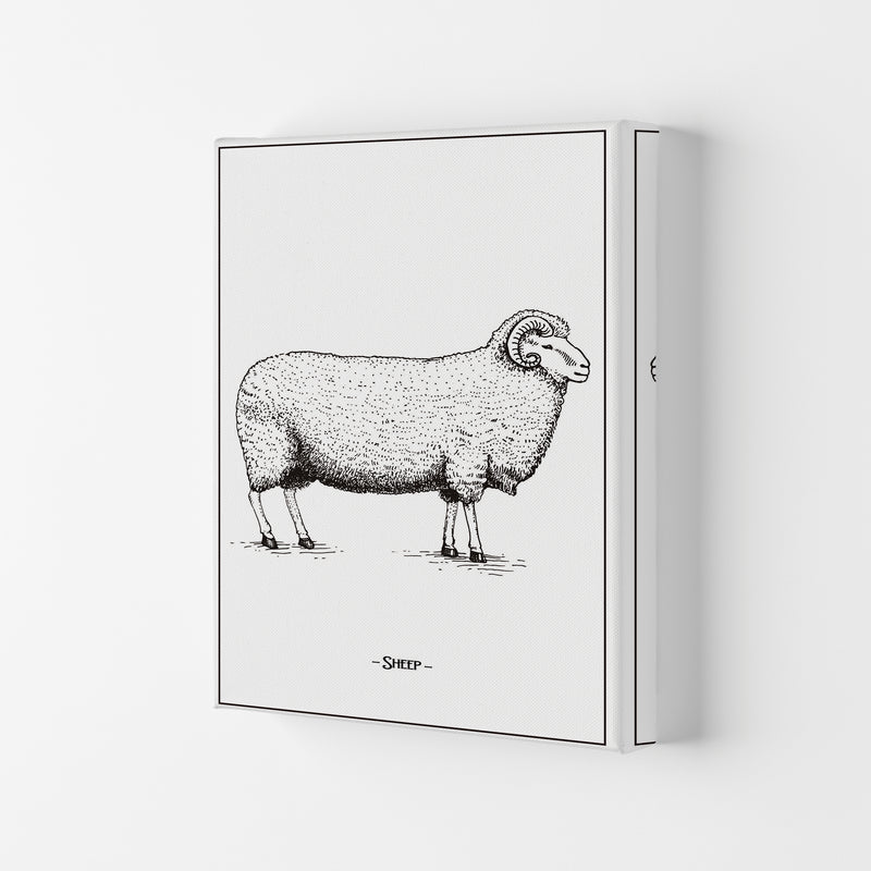 Sheep Art Print by Jason Stanley Canvas