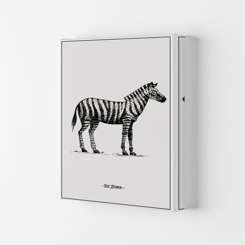 The Zebra Art Print by Jason Stanley Canvas