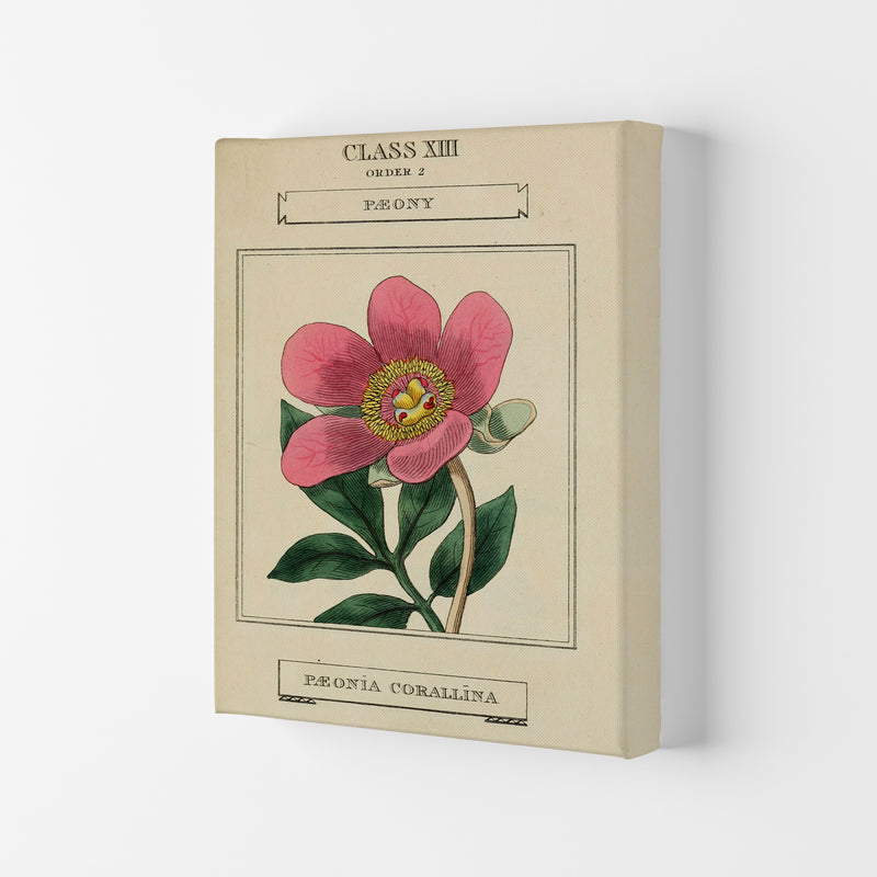 Vintage Flower Series 6 Art Print by Jason Stanley Canvas