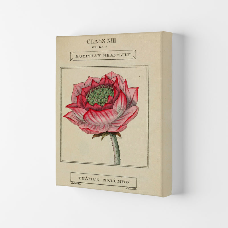 Vintage Flower Series 7 Art Print by Jason Stanley Canvas