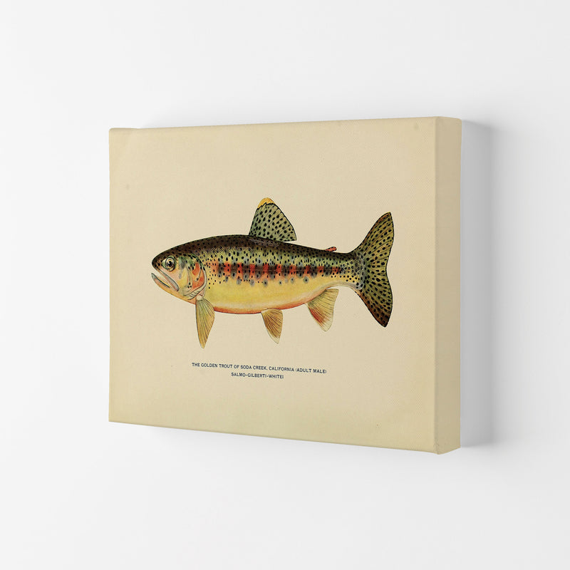 Golden Trout Illustration Art Print by Jason Stanley