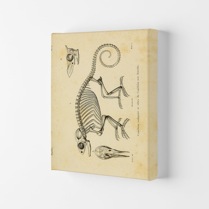 Chameleon Skeleton System Art Print by Jason Stanley Canvas