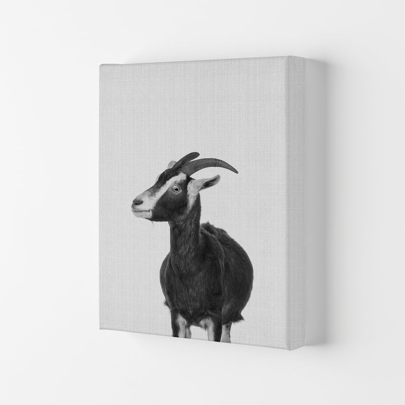 This Goat Takes The Cake Art Print by Jason Stanley Canvas