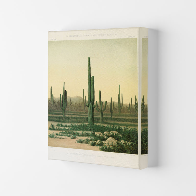 Vintage Desert Cactus Art Print by Jason Stanley Canvas
