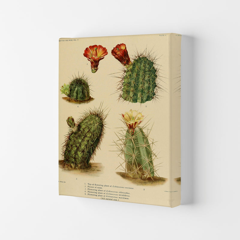 Cactus Series 1 Art Print by Jason Stanley Canvas