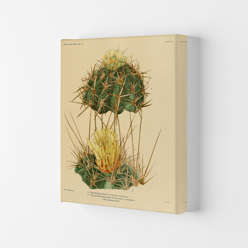 Cactus Series 10 Art Print by Jason Stanley Canvas