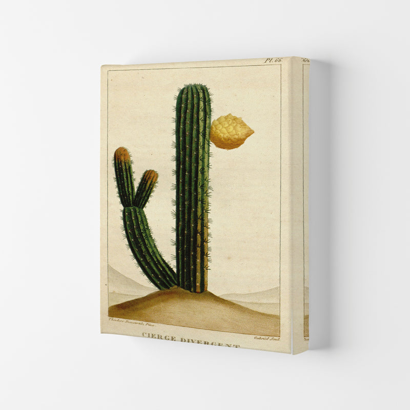 Vintage Cactus II Art Print by Jason Stanley Canvas