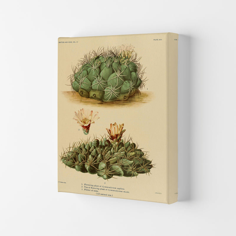 Cactus Series 12 Art Print by Jason Stanley Canvas