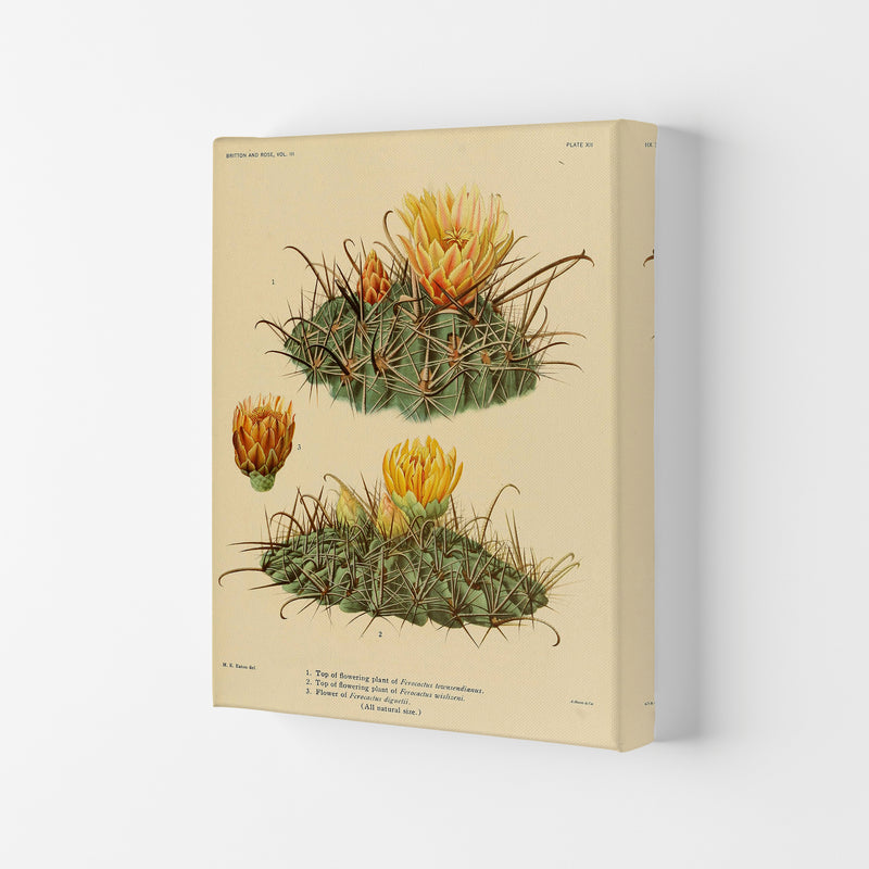 Cactus Series 9 Art Print by Jason Stanley Canvas