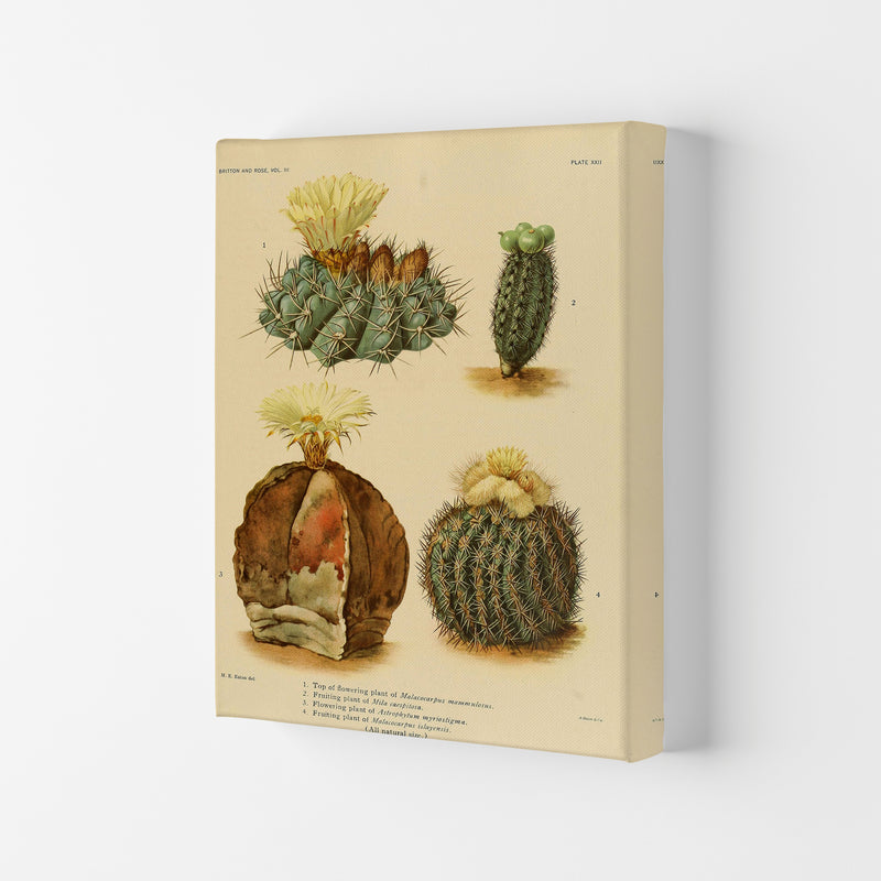 Cactus Series 16 Art Print by Jason Stanley Canvas