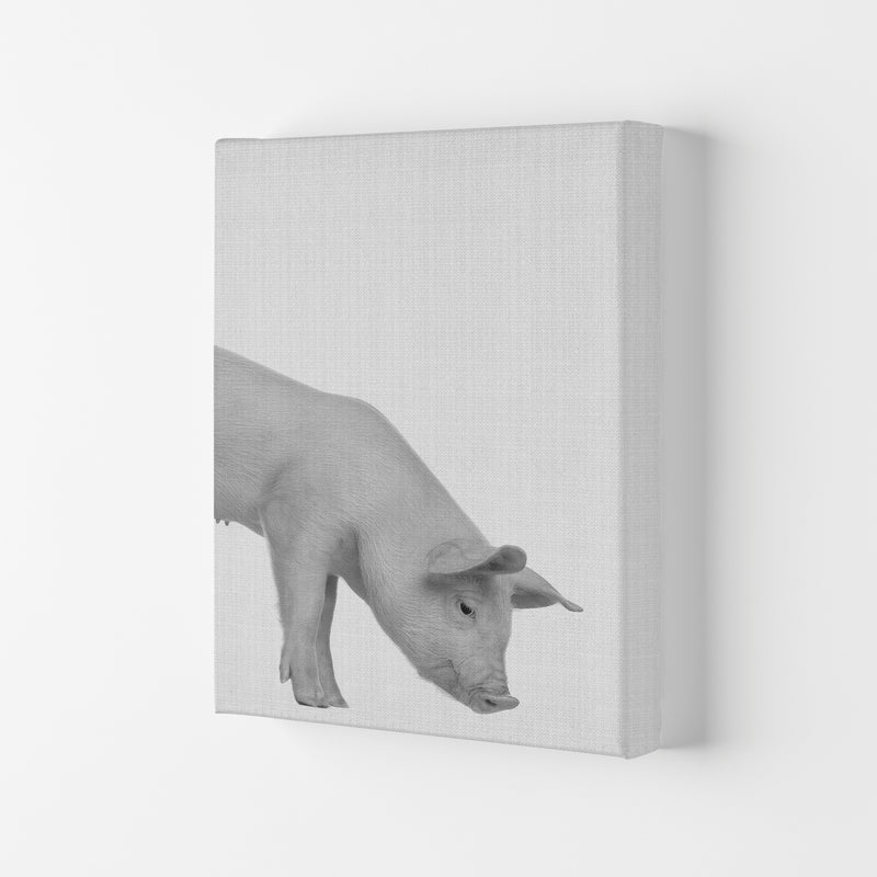 The Cleanest Pig Art Print by Jason Stanley Canvas