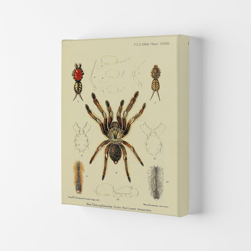 Vintage Tarantula Art Print by Jason Stanley Canvas