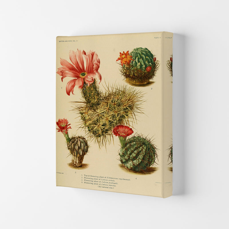 Cactus Series 4 Art Print by Jason Stanley Canvas