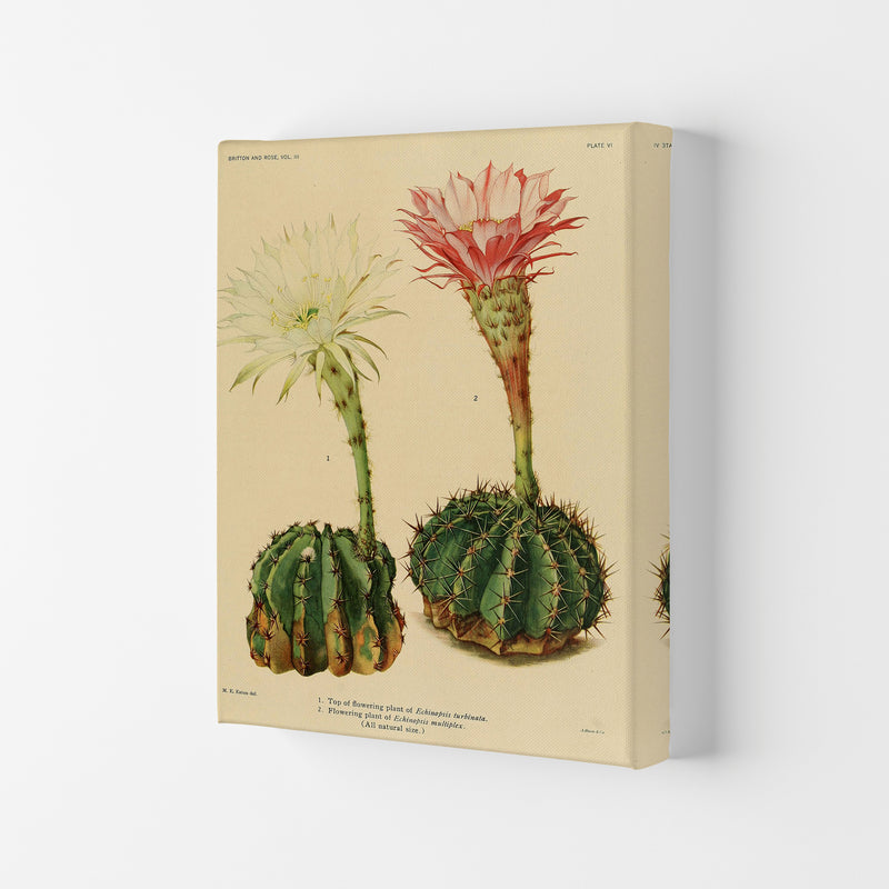 Cactus Series 5 Art Print by Jason Stanley Canvas