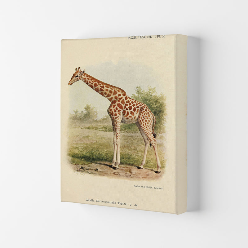 The Gentle Giraffe Art Print by Jason Stanley Canvas