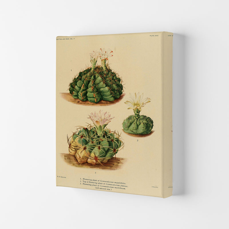 Cactus Series 13 Art Print by Jason Stanley Canvas