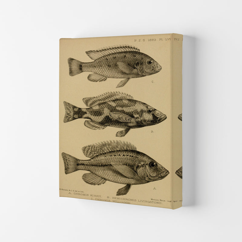 Various Fish Art Print by Jason Stanley Canvas