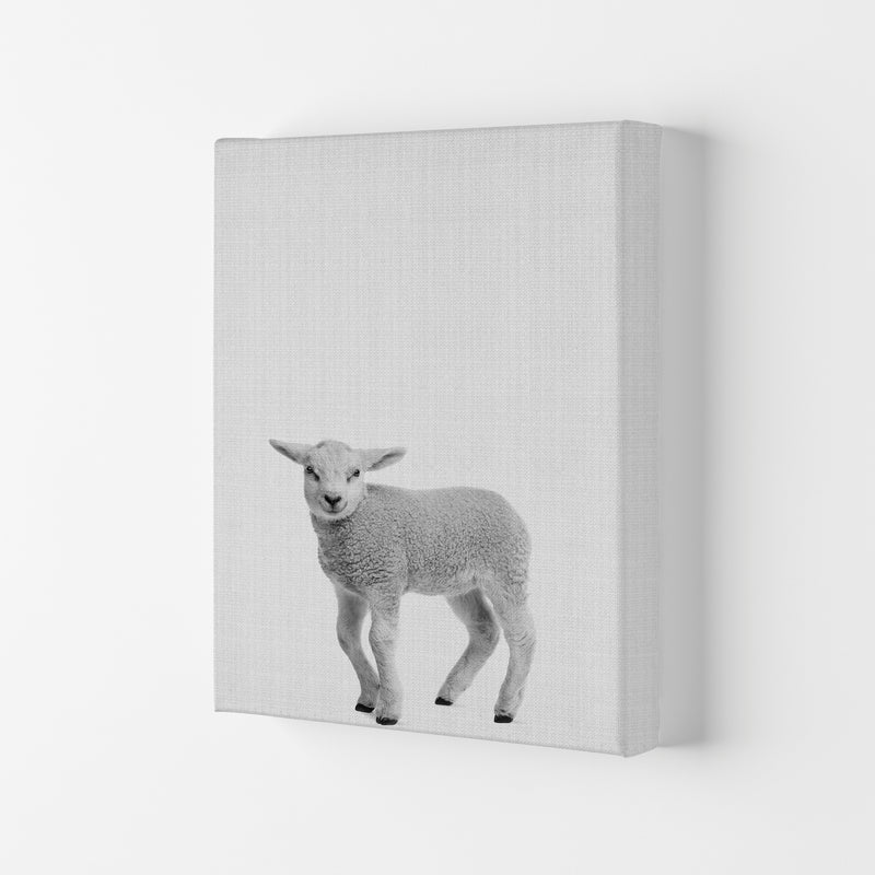 Lamb Art Print by Jason Stanley Canvas
