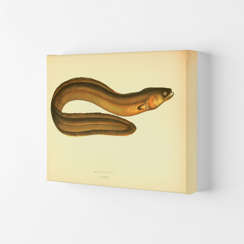 Broad Nosed Eel Art Print by Jason Stanley Canvas