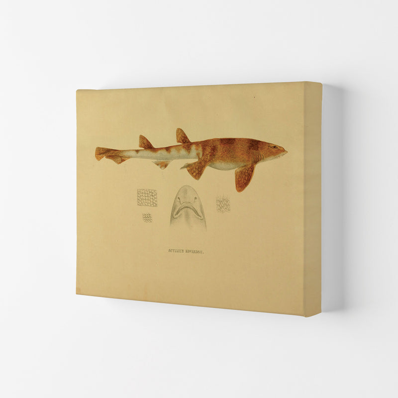 Shark Series 1 Art Print by Jason Stanley Canvas