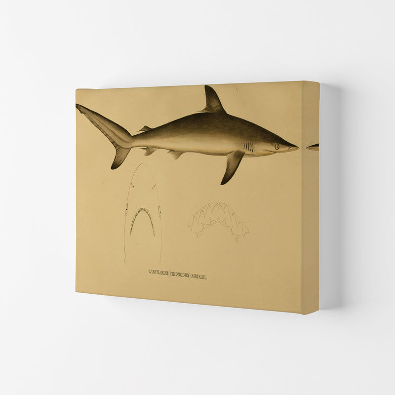 Shark Series 4 Art Print by Jason Stanley Canvas