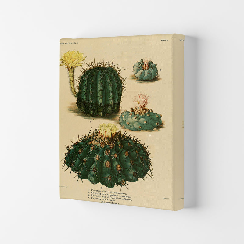 Cactus Series8 Art Print by Jason Stanley Canvas