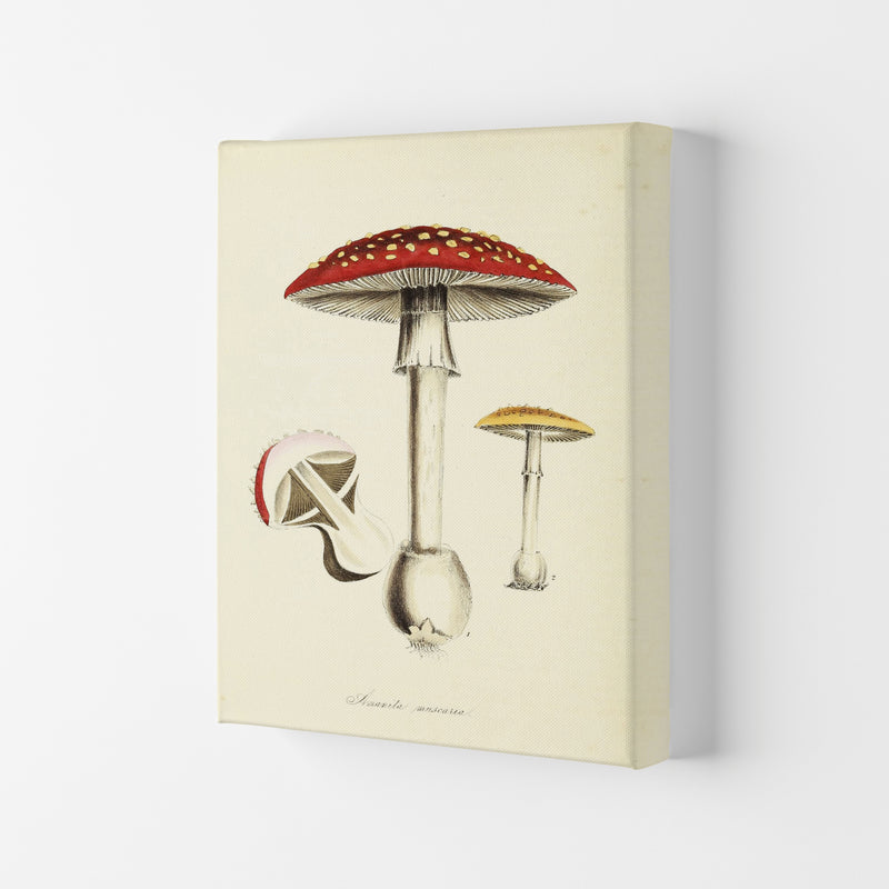 Magic Mushrooms Art Print by Jason Stanley Canvas