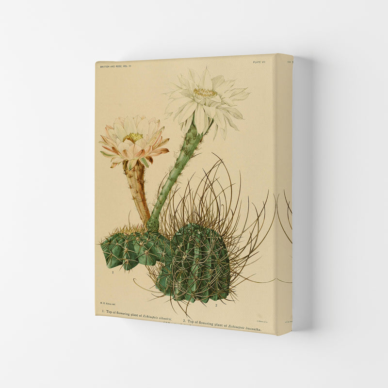 Cactus Series 6 Art Print by Jason Stanley Canvas