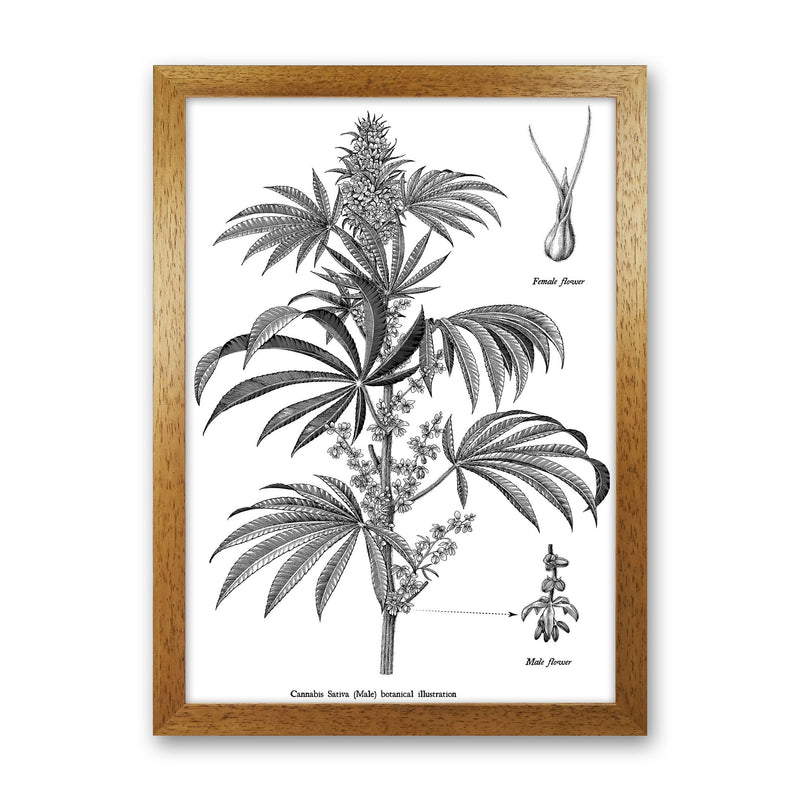 Cannabis Sativa Botanical Illustration Art Print by Jason Stanley Oak Grain