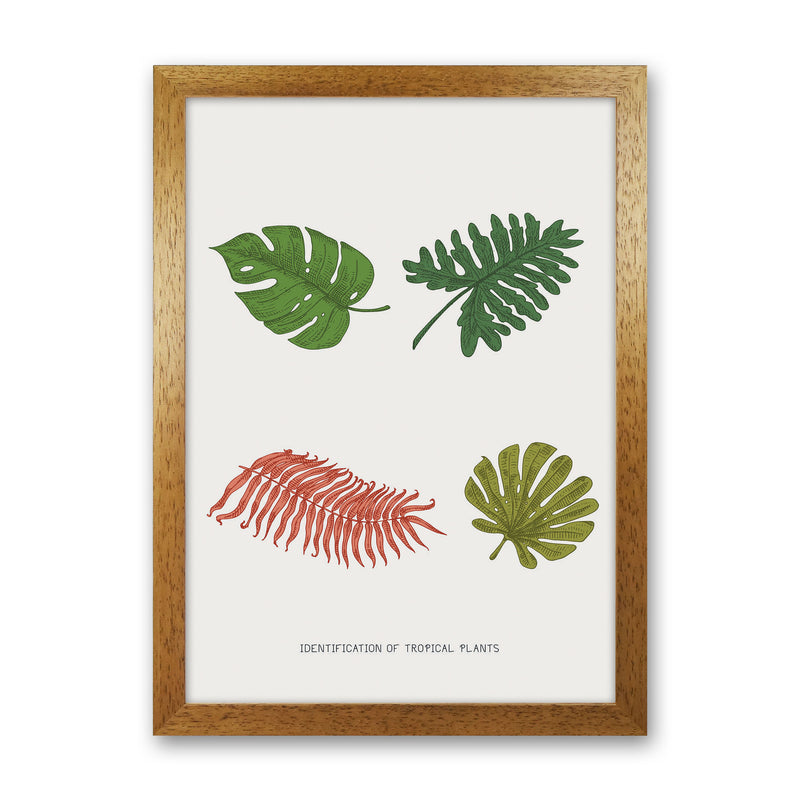 Identification Of Tropical Plants Art Print by Jason Stanley Oak Grain