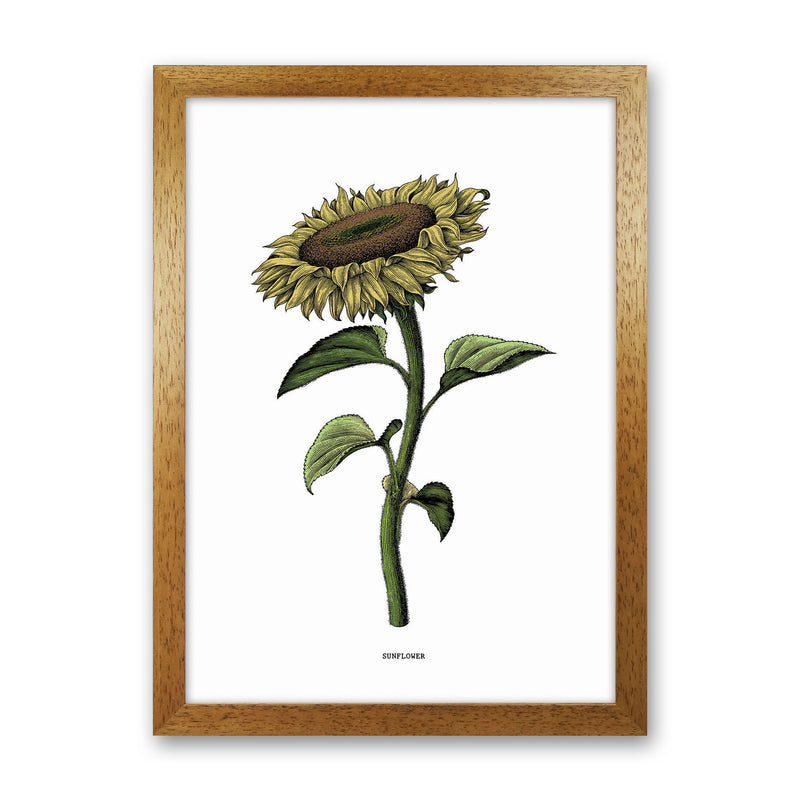 Sunflowers For President Art Print by Jason Stanley Oak Grain